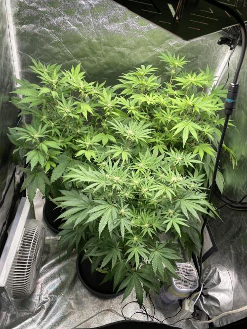 Gassy Bastard / Mambow Juice. Week 10 - d 70
