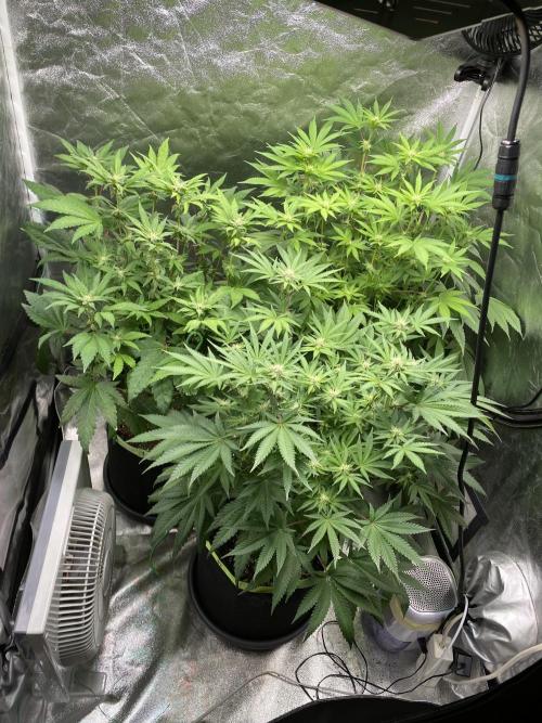 Gassy Bastard / Mambow Juice. Week 11 - d 71