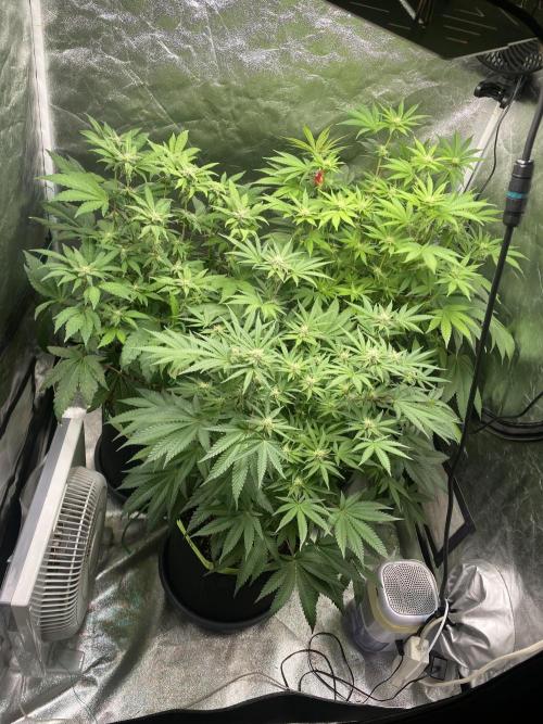 Gassy Bastard / Mambow Juice. Week 11 - d 72