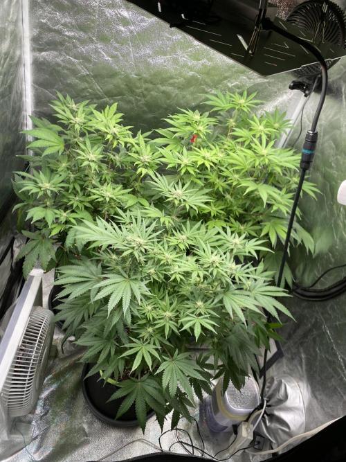 Gassy Bastard / Mambow Juice. Week 11 - d 73