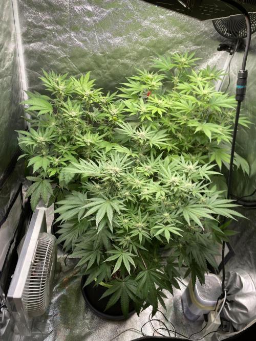 Gassy Bastard / Mambow Juice. Week 11 - d 74