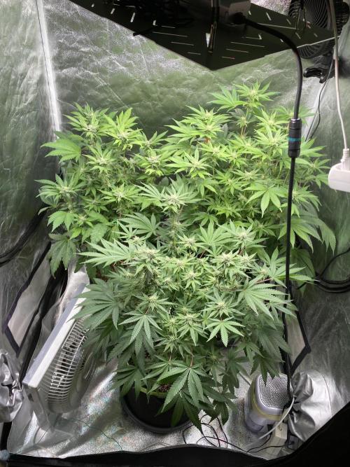 Gassy Bastard / Mambow Juice. Week 11 - d 75