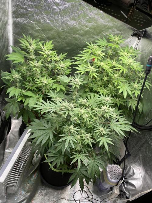 Gassy Bastard / Mambow Juice. Week 11 - d 76