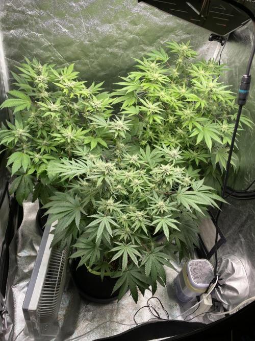 Gassy Bastard / Mambow Juice. Week 11 - d 77