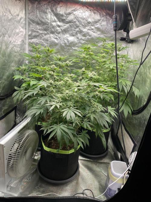 Gassy Bastard / Mambow Juice. Week 11 -  d 77