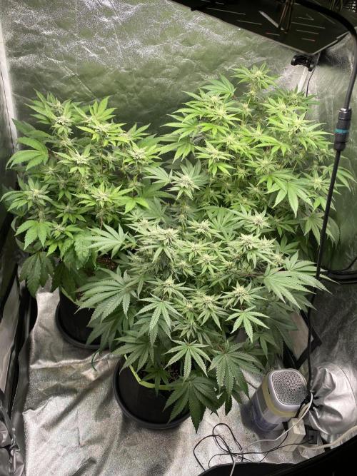 Gassy Bastard / Mambow Juice. Week 12 - d 78