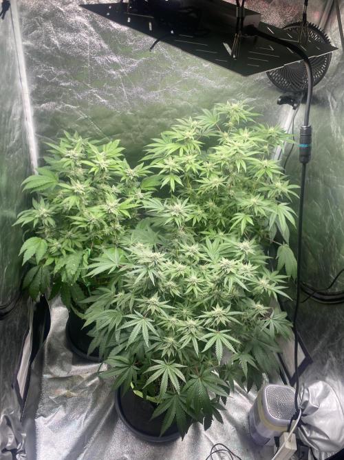 Gassy Bastard / Mambow Juice. Week 12 - d 79
