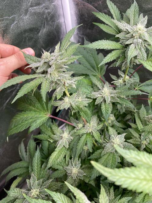Gassy Bastard / Mambow Juice. Week 12 - d 81 Mambow Juice
