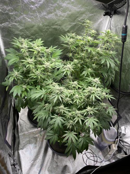 Gassy Bastard / Mambow Juice. Week 12 - d 81