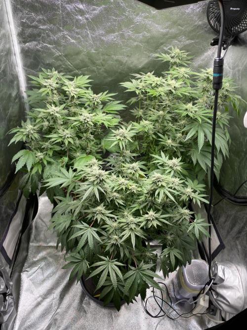 Gassy Bastard / Mambow Juice. Week 12 - d 82
