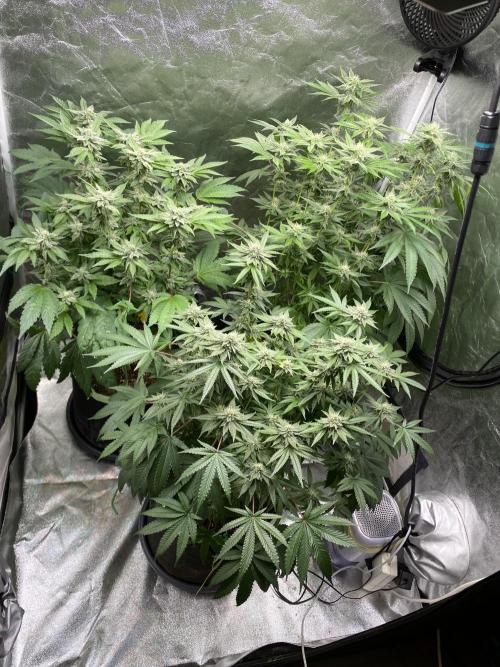 Gassy Bastard / Mambow Juice. Week 12 - d 83