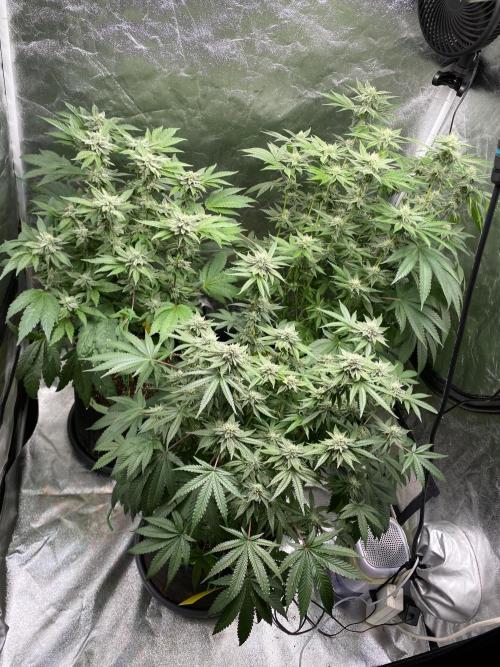 Gassy Bastard / Mambow Juice. Week 12 - d 84