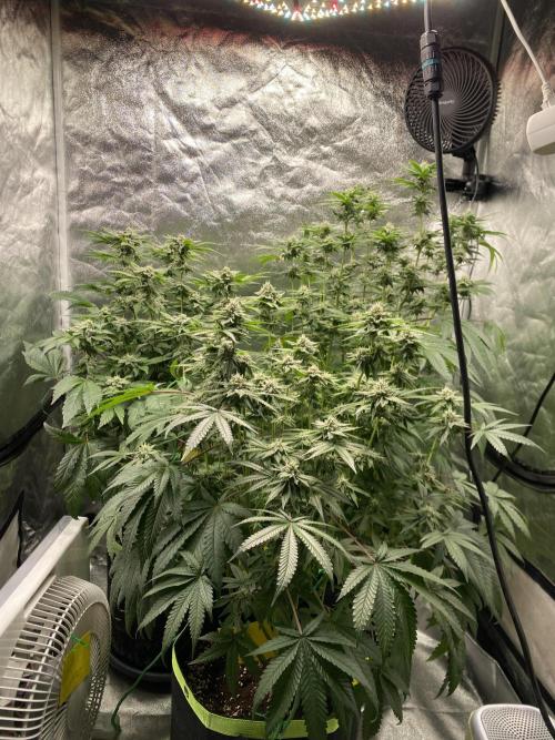 Gassy Bastard / Mambow Juice. Week 13 - d 85