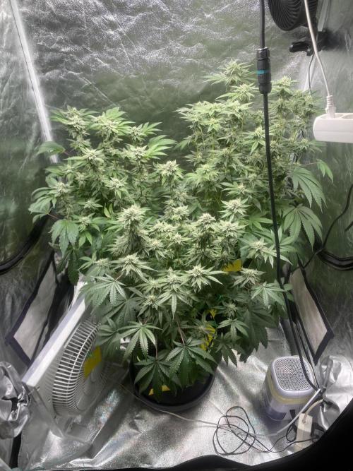 Gassy Bastard / Mambow Juice. Week 13 - d 86