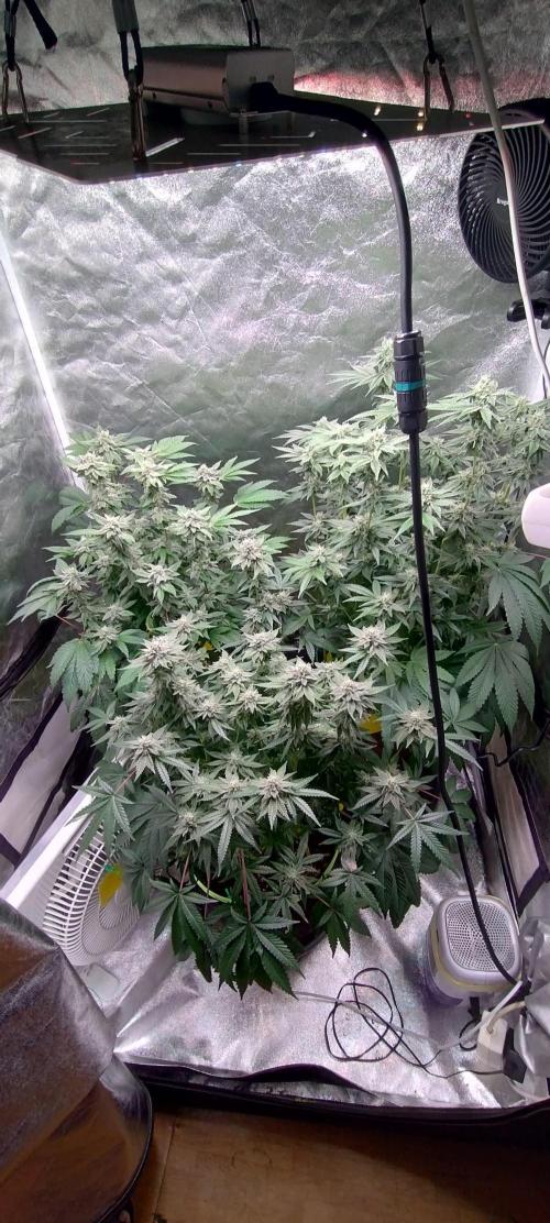 Gassy Bastard / Mambow Juice. Week 13 - d 91