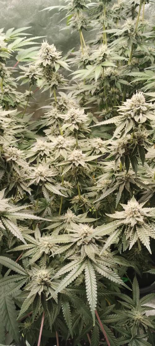 Gassy Bastard / Mambow Juice. Week 13 - d 91