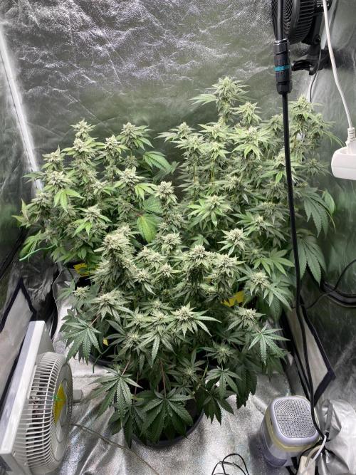 Gassy Bastard / Mambow Juice. Week 14 - d 94