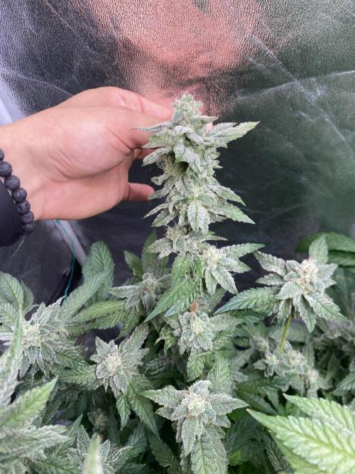 Gassy Bastard / Mambow Juice. Week 14 - d 94 MJ