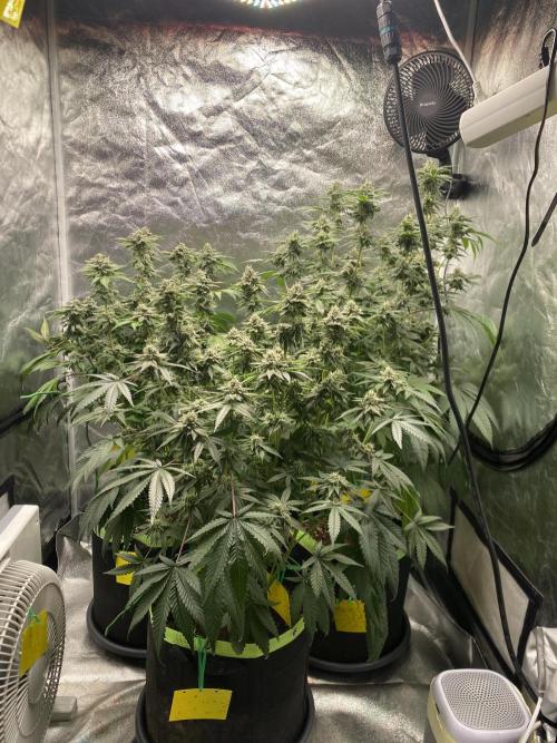 Gassy Bastard / Mambow Juice. Week 14 - d 94