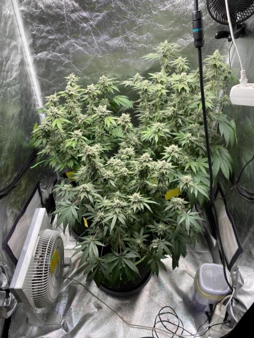 Gassy Bastard / Mambow Juice. Week 14 - d 95 