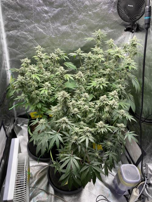 Gassy Bastard / Mambow Juice. Week 14 - d 96
