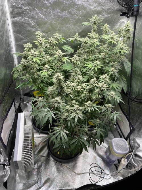 Gassy Bastard / Mambow Juice. Week 14 - d 97