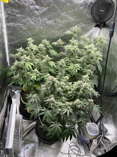 Gassy Bastard / Mambow Juice. Week 15 - d 99