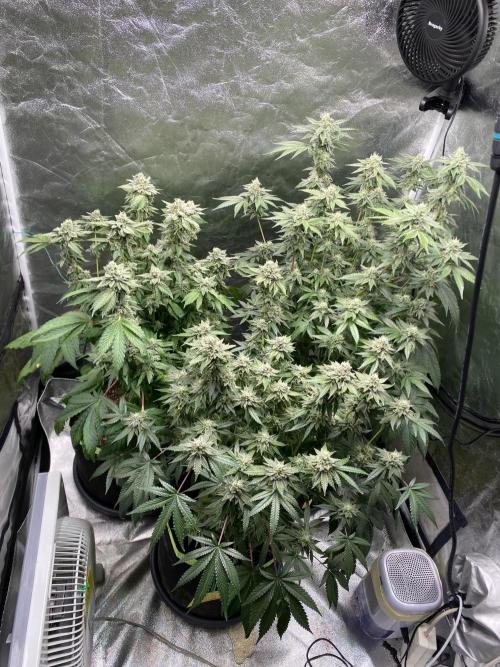 Gassy Bastard / Mambow Juice. Week 15 - d 100