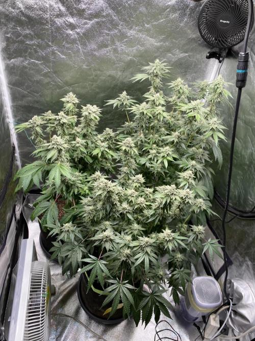Gassy Bastard / Mambow Juice. Week 15 - d 101