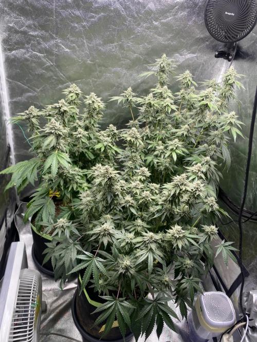 Gassy Bastard / Mambow Juice. Week 15 - d 102