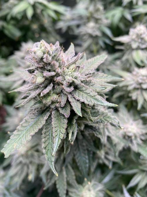 Gassy Bastard / Mambow Juice. Week 15 - d 102 Gassy Bastard #1