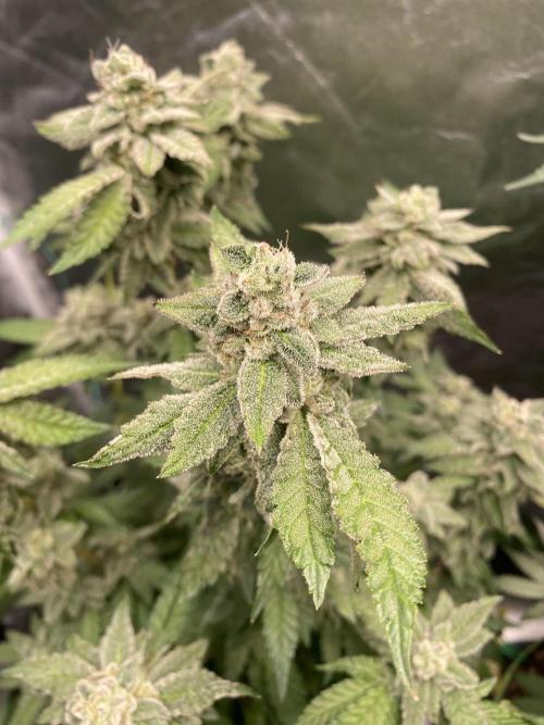 Gassy Bastard / Mambow Juice. Week 15 - d 102 Mambow Juice #3