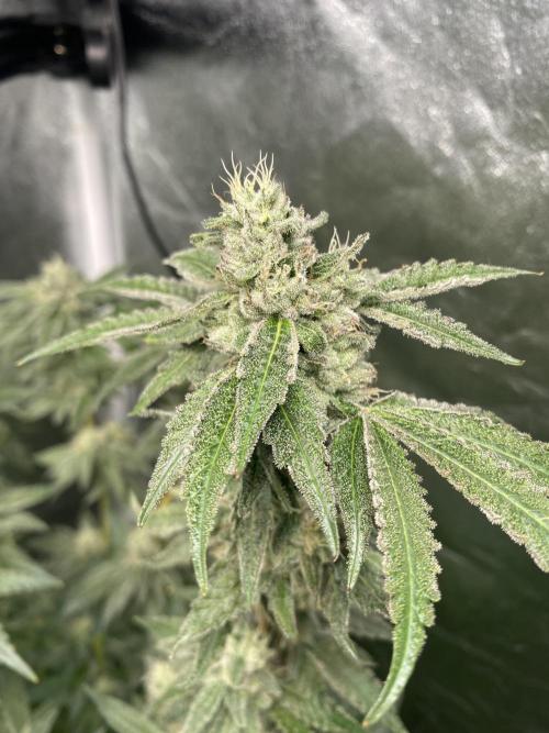 Gassy Bastard / Mambow Juice. Week 15 - d 102 Gassy Bastard #2
