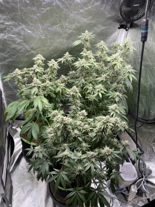Gassy Bastard / Mambow Juice. Week 15 - d 103
