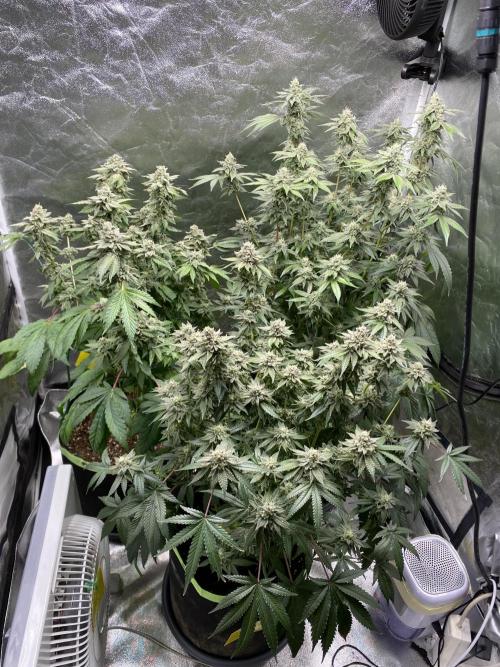 Gassy Bastard / Mambow Juice. Week 15 - d 104