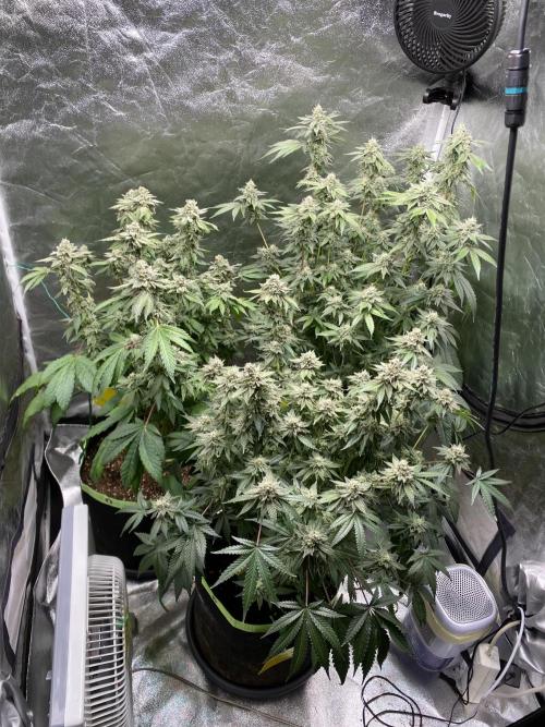 Gassy Bastard / Mambow Juice. Week 15 - d 105
