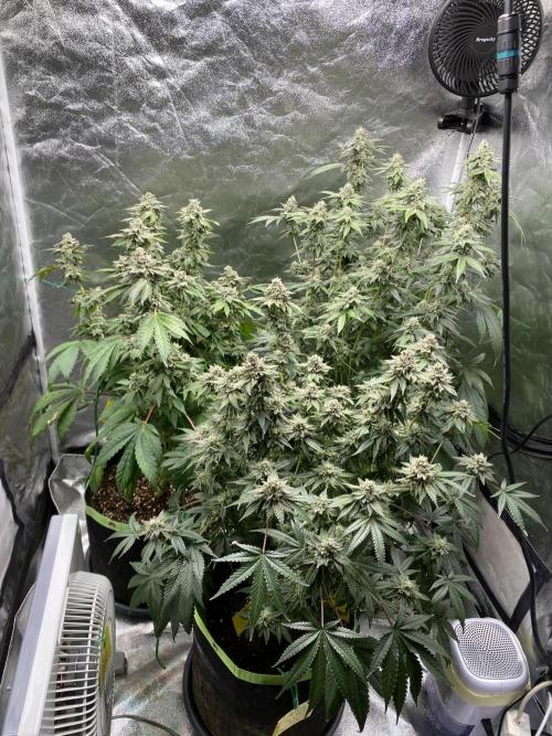 Gassy Bastard / Mambow Juice. Week 16 - d 106