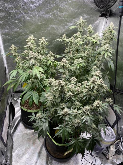 Gassy Bastard / Mambow Juice. Week 16 - d 107