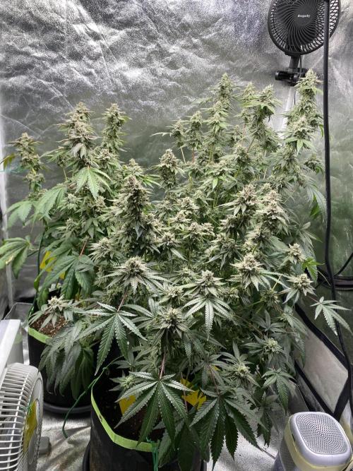 Gassy Bastard / Mambow Juice. Week 16 - d 108