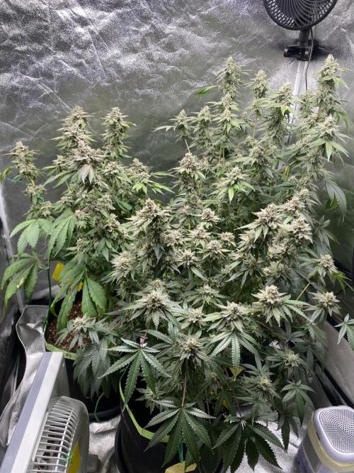 Gassy Bastard / Mambow Juice. Week 16 - d 109