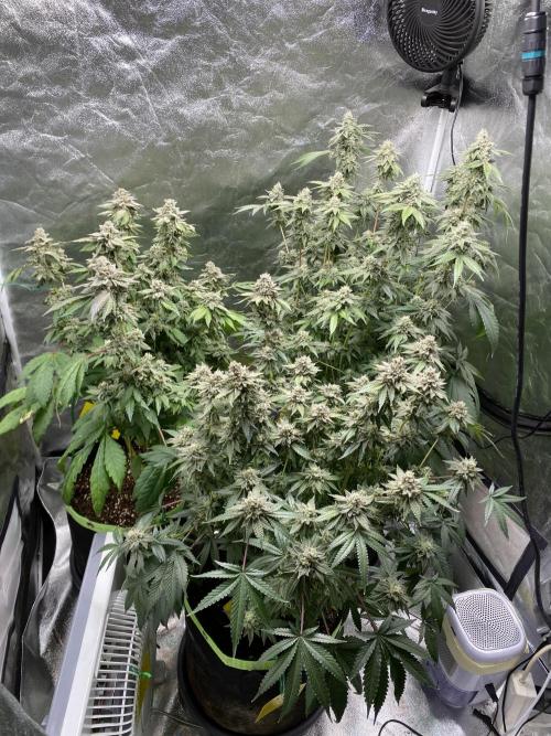 Gassy Bastard / Mambow Juice. Week 16 - d 110