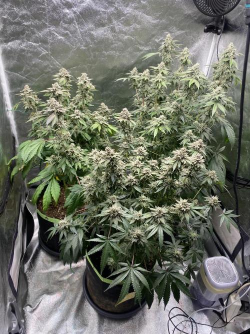 Gassy Bastard / Mambow Juice. Week 16 - d 111