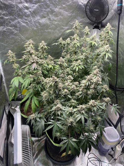 Gassy Bastard / Mambow Juice. Week 16 - d 112