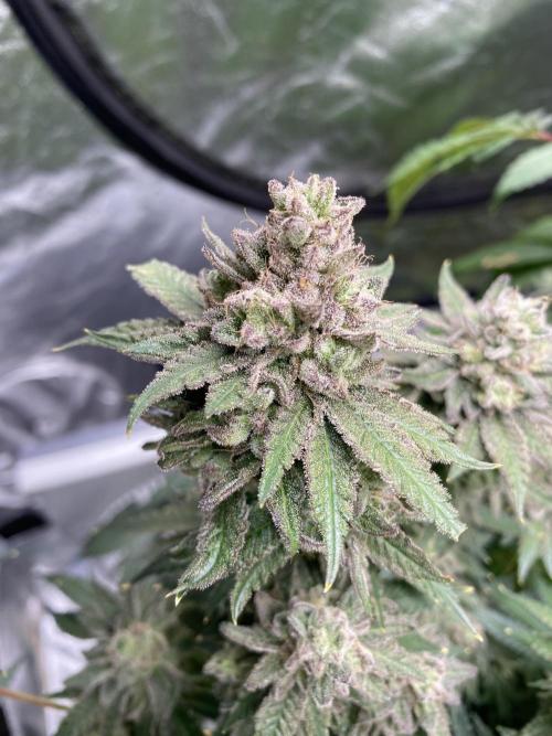 Gassy Bastard / Mambow Juice. Week 16 - d 112 GB#1