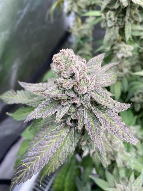 Gassy Bastard / Mambow Juice. Week 16 - d 112 MJ#3