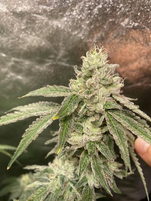 Gassy Bastard / Mambow Juice. Week 16 - d 112 GB#2