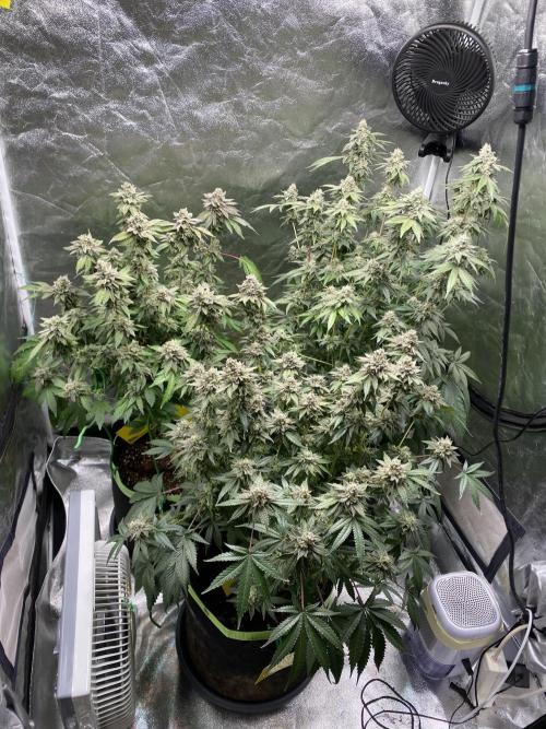 Gassy Bastard / Mambow Juice. Week 17 - d 117