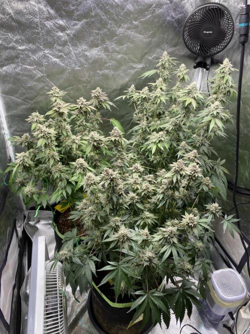 Gassy Bastard / Mambow Juice. Week 17 - d 118
