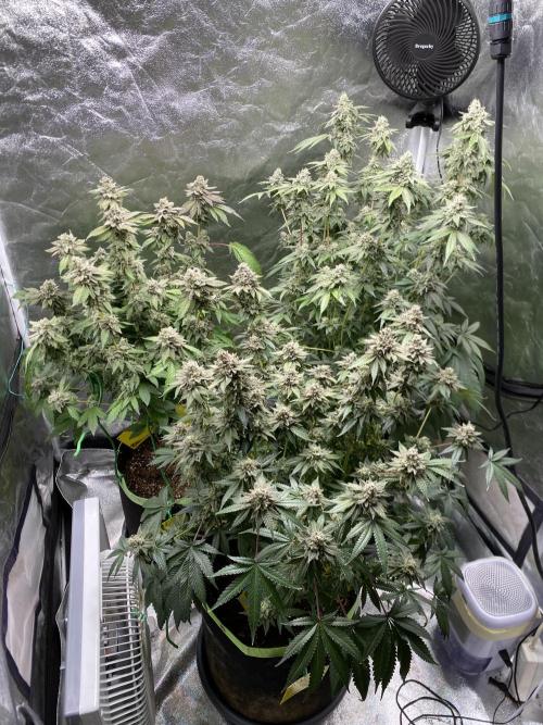 Gassy Bastard / Mambow Juice. Week 17 - d 119