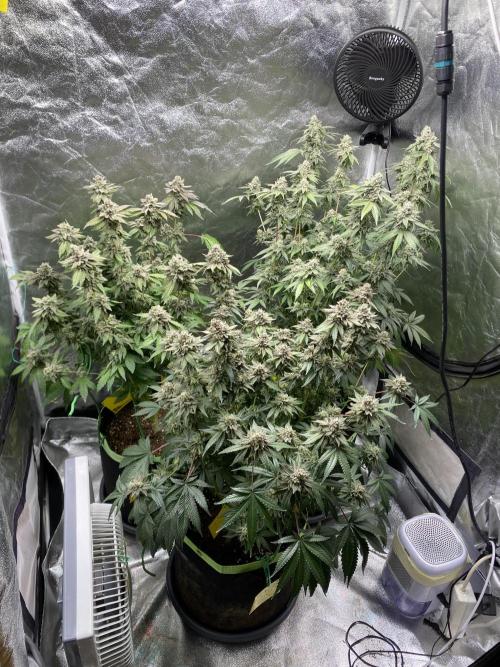 Gassy Bastard / Mambow Juice. Week 17 - d 120